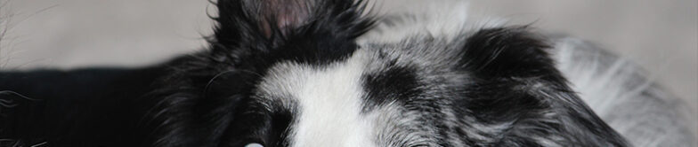 01_ConcoursPhotos_Belles_2_2017