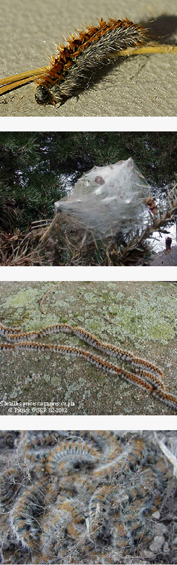 05_Chenilles_Img