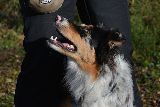 03_DIS_Educ_Entrainements