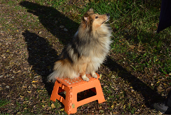 03_DIS_Obé_Entrainements1