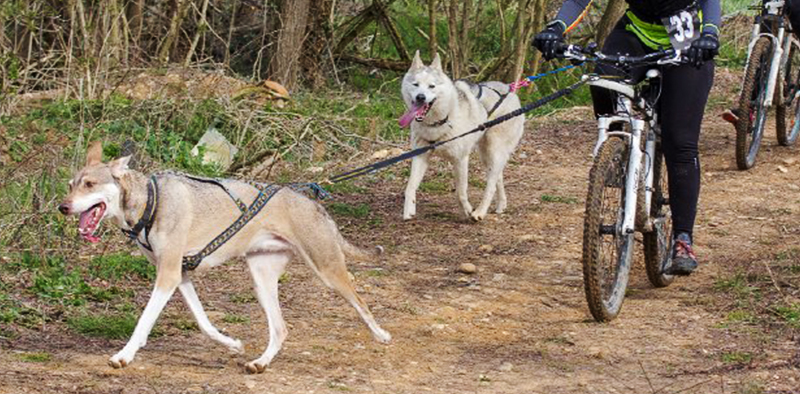 04_CaniCross2018_photo1