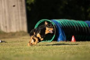 04_ConcoursAgility2021_Intro